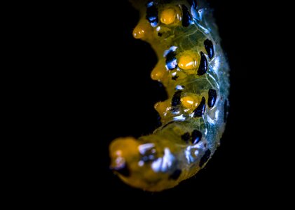 Nature no one caterpillar