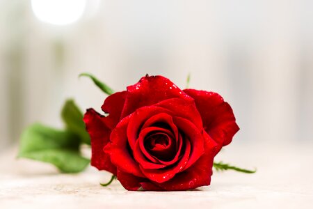 Love romance 8th of march