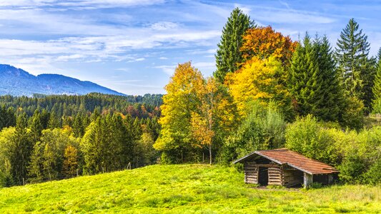 Bavaria trees autumn