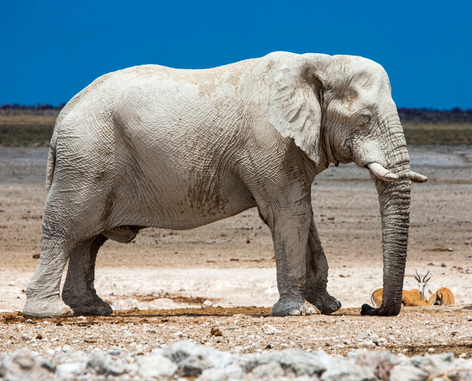 Africa namibia safari