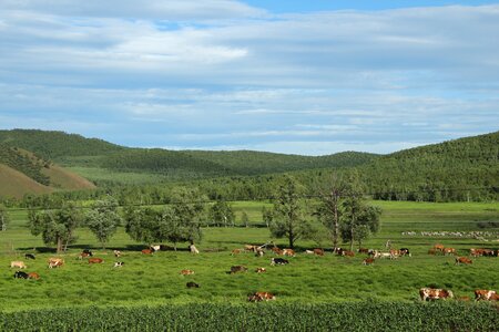 White cloud cattle and sheep prairie