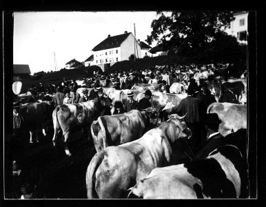 ArCJ - Foire bétail - 137 J 1091 a