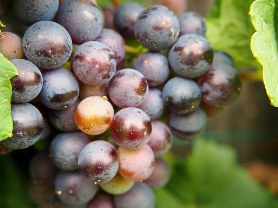 Eat winegrowing ripe grapes