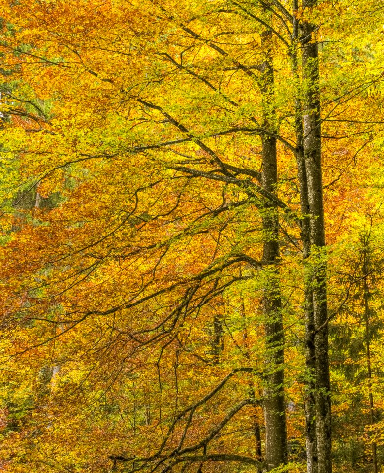 Golden autumn leaves colorful
