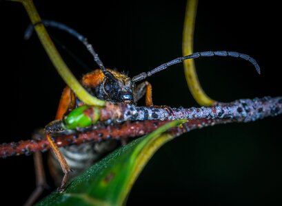 Living nature animals macro