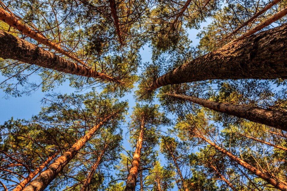 Nature forest coniferous tree