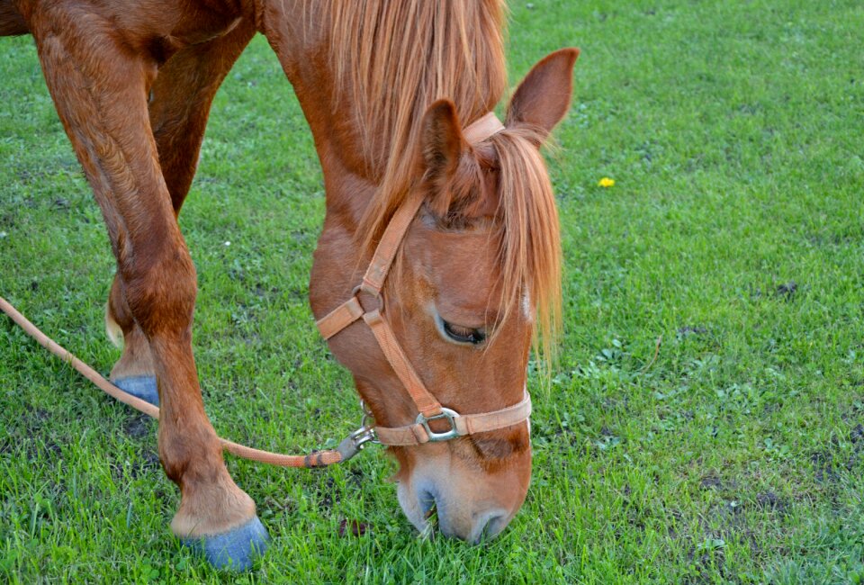 Green prairie animal