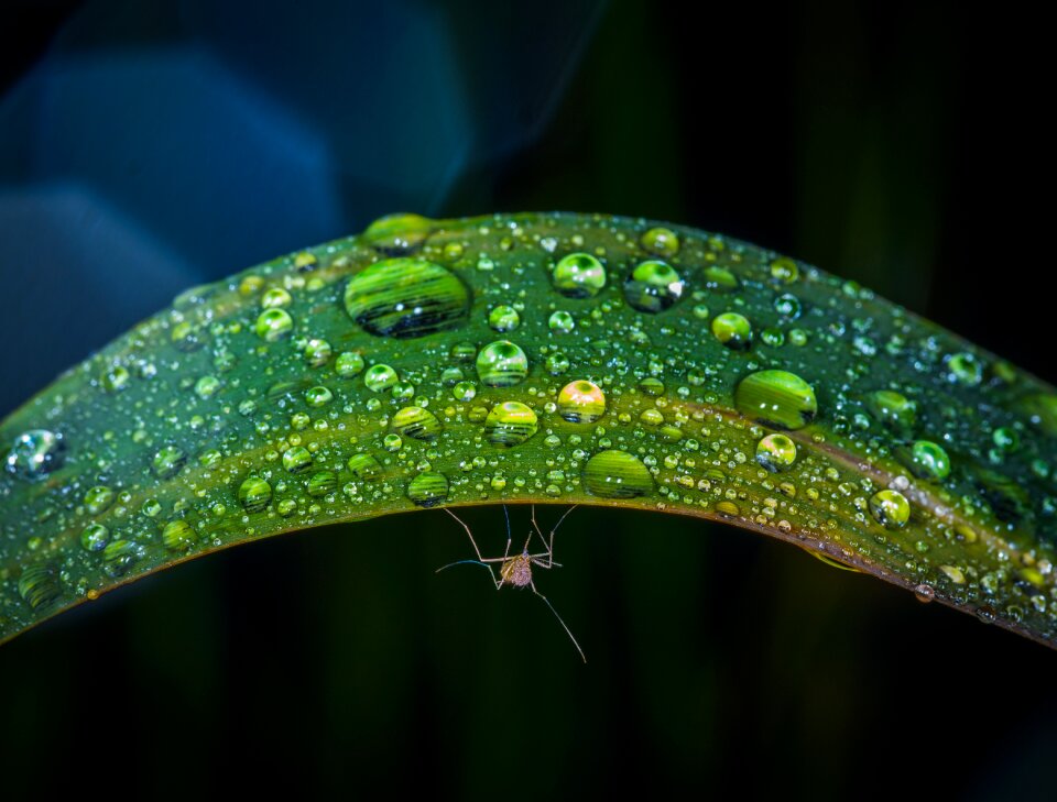 Pearl nature the mosquito