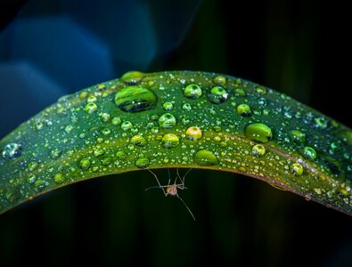 Pearl nature the mosquito