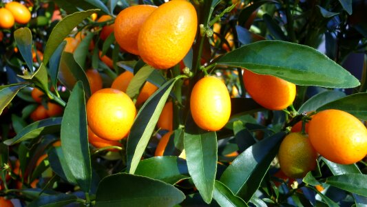 Fruit orange food
