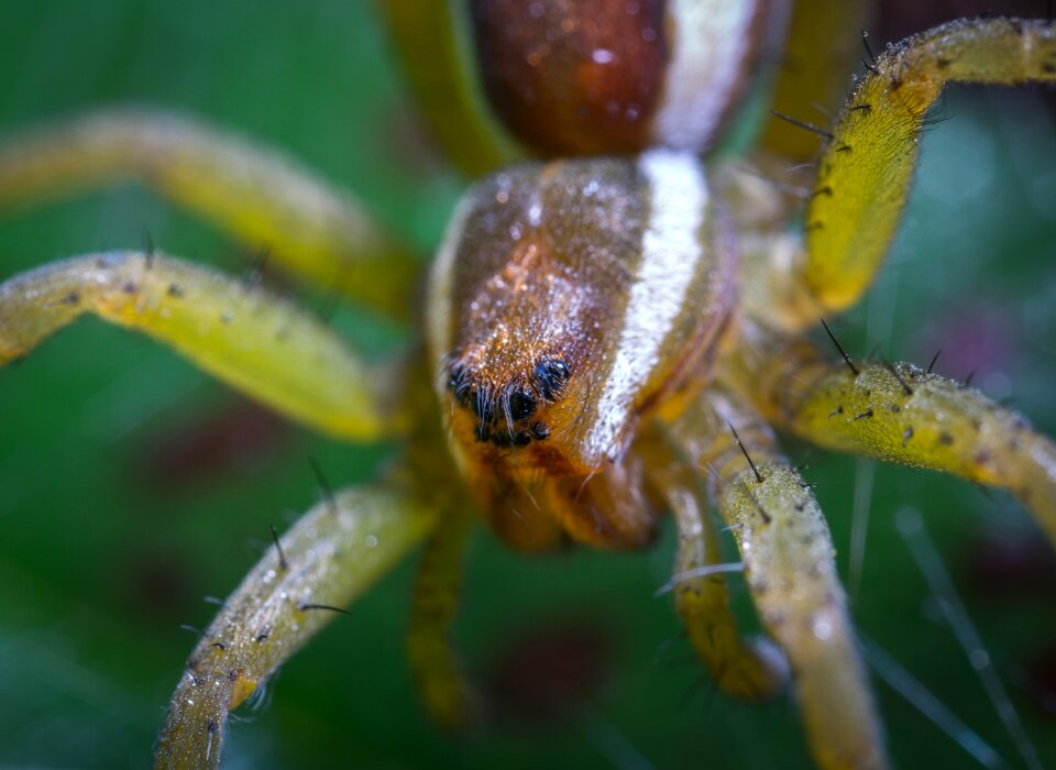 Living nature arachnids portrait