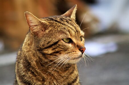 Cat calico cat cat european