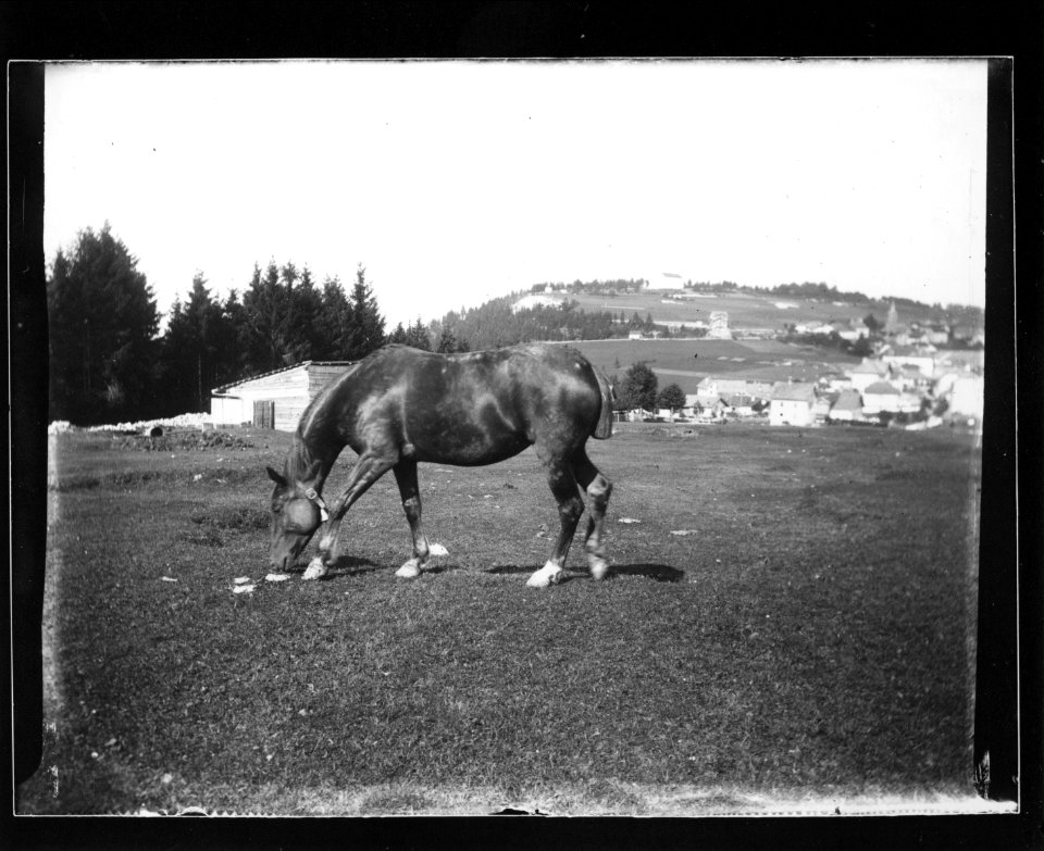 ArCJ - Le Noirmont, Cheval - 137 J 756 a