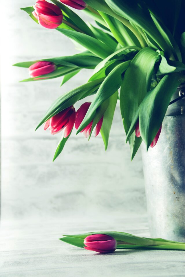 Isolated close tulips