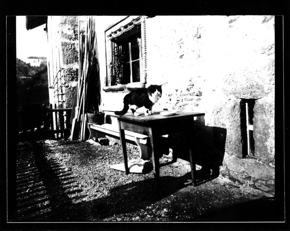 ArCJ - Les Bois, Biaufond, Chat sur une table avec une fenêtre à l'arrière - 137 J 2325 a