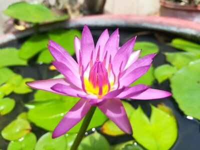 Lotus flowers lily pads