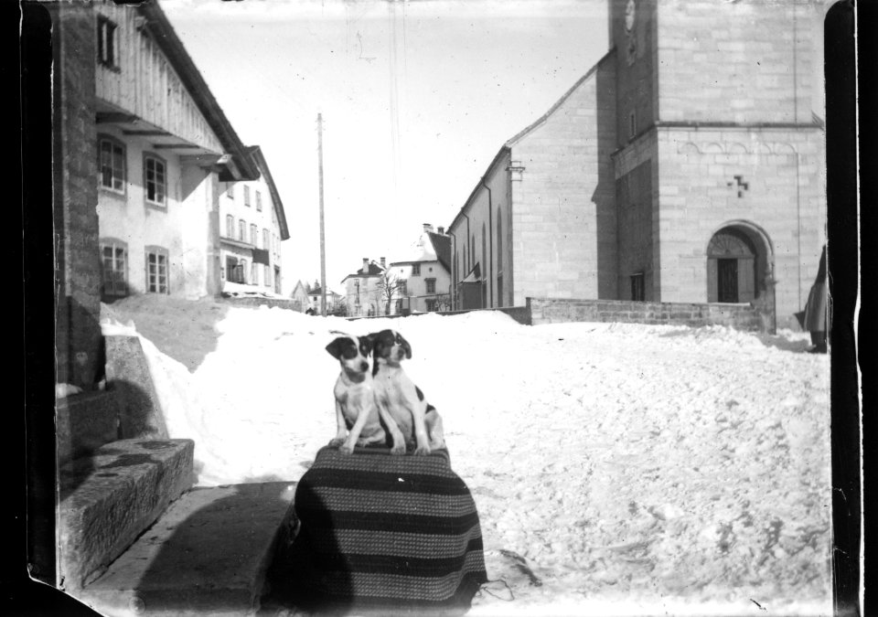 ArCJ - Les Bois, Deux chiens - 137 J 3063 a