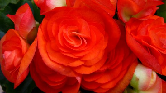 Blossom bloom orange
