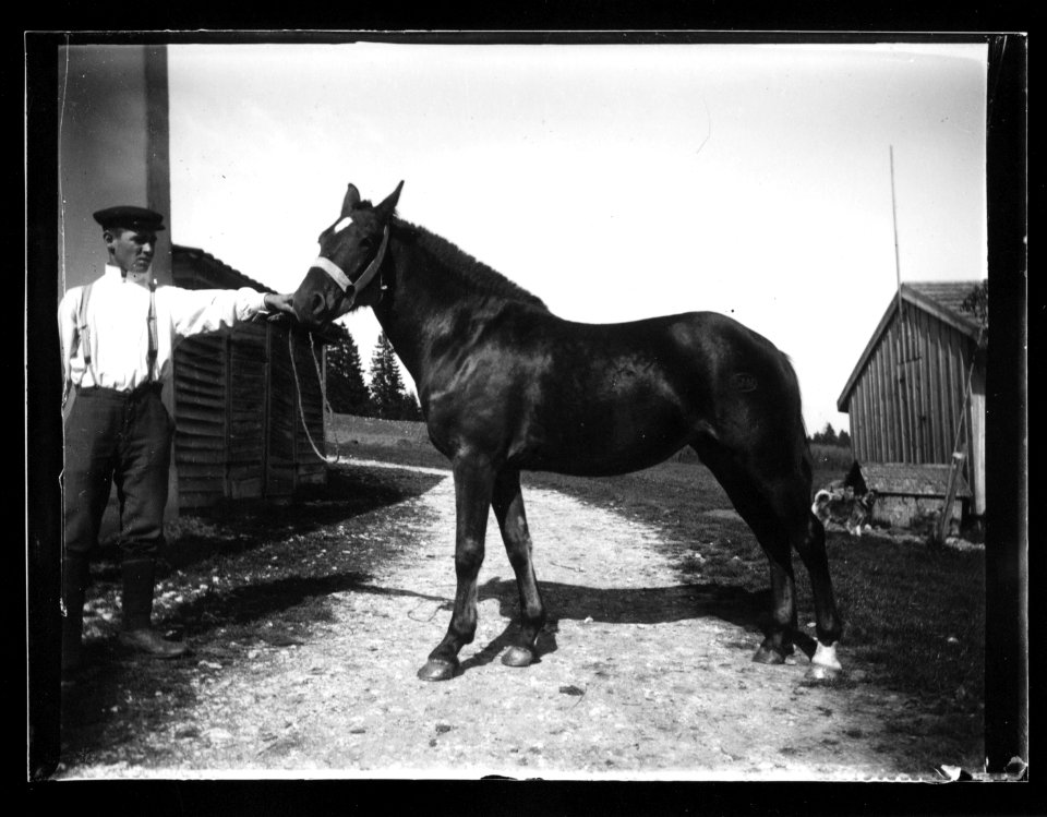 ArCJ - Les Bois, La Grande Chaux d'Abel, Cheval - 137 J 619 a
