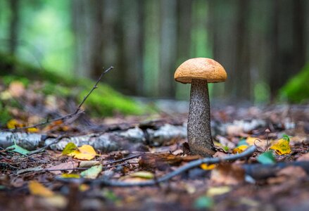 Forest orange-cap boletus autumn