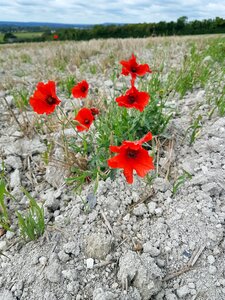 Nature red flower