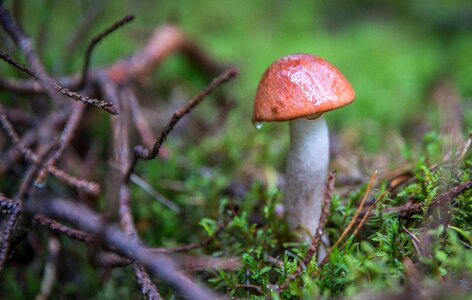 Branch cap leg