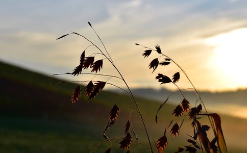 Grass meadow plant photo