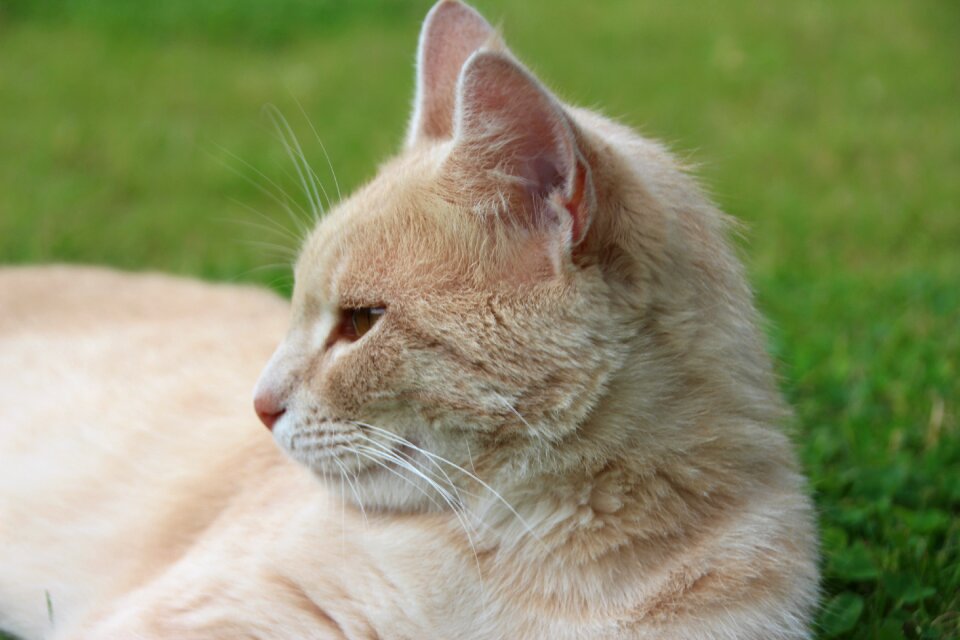 Nature grass cats photo