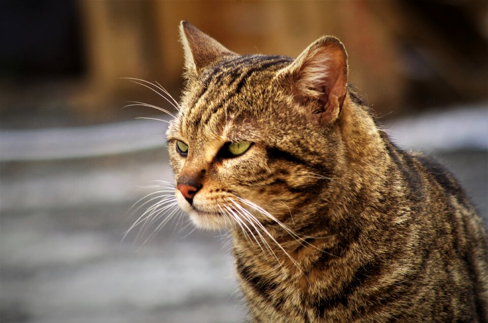 Cat calico cat cat european