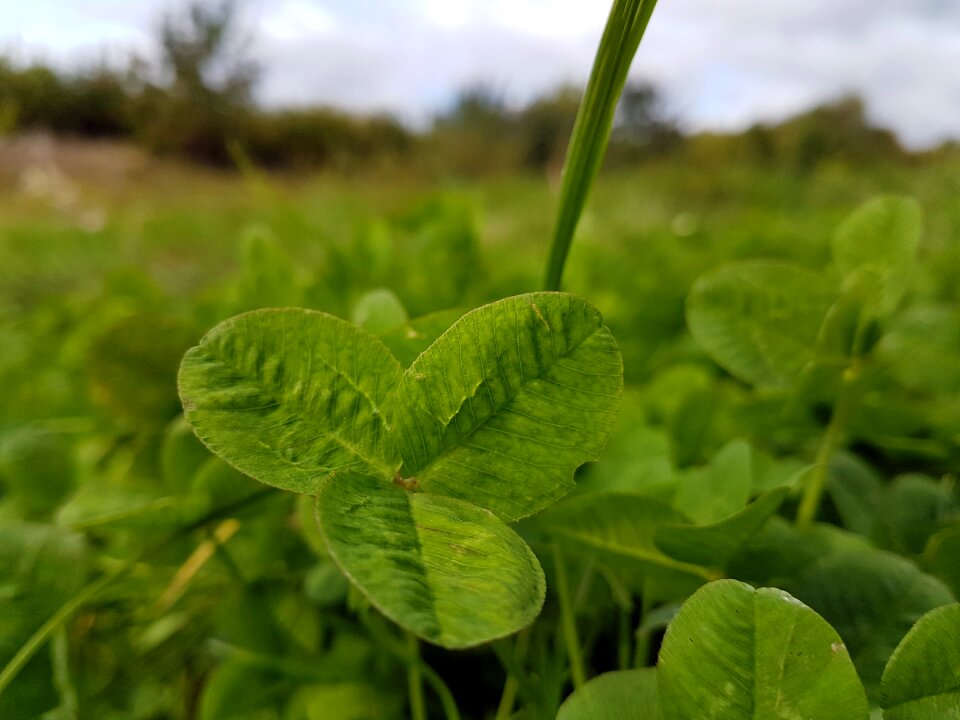 G nature plant