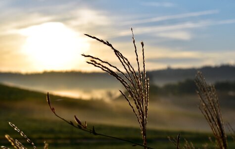Grass meadow plant