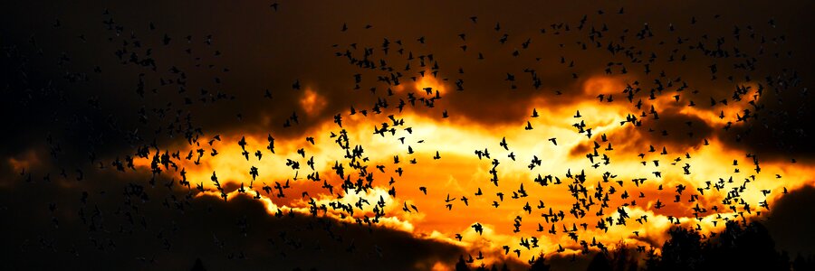 Migratory bird flying south photo