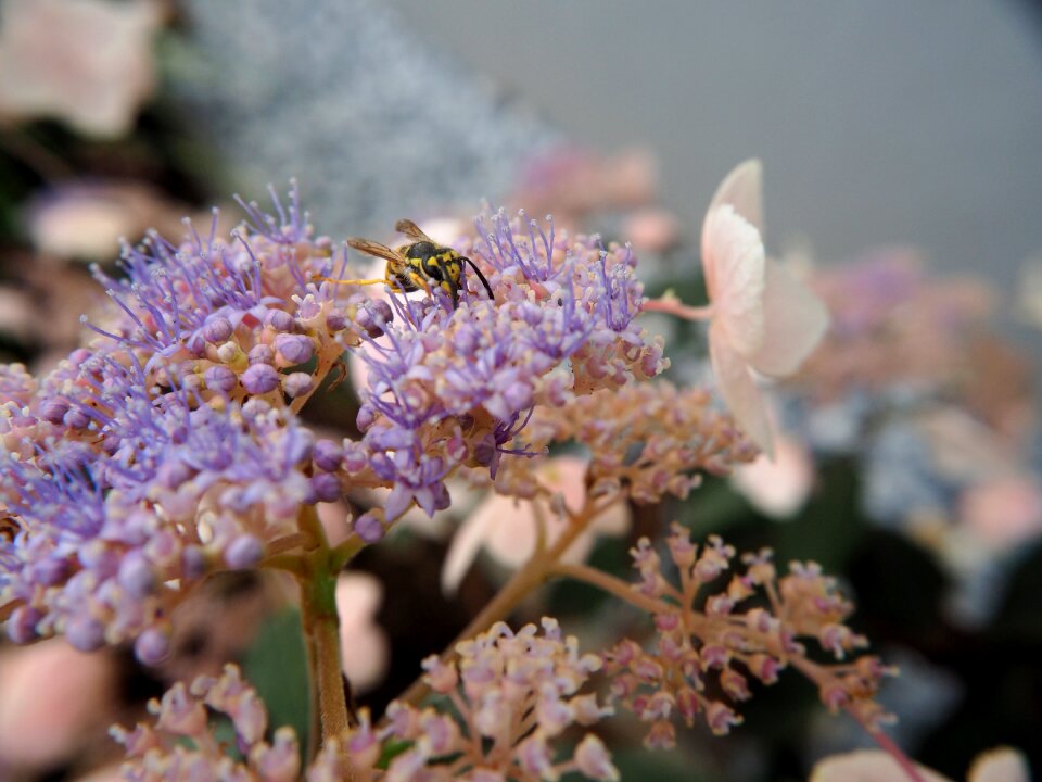 Summer wasp insect