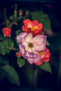 Close up rosaceae velvet