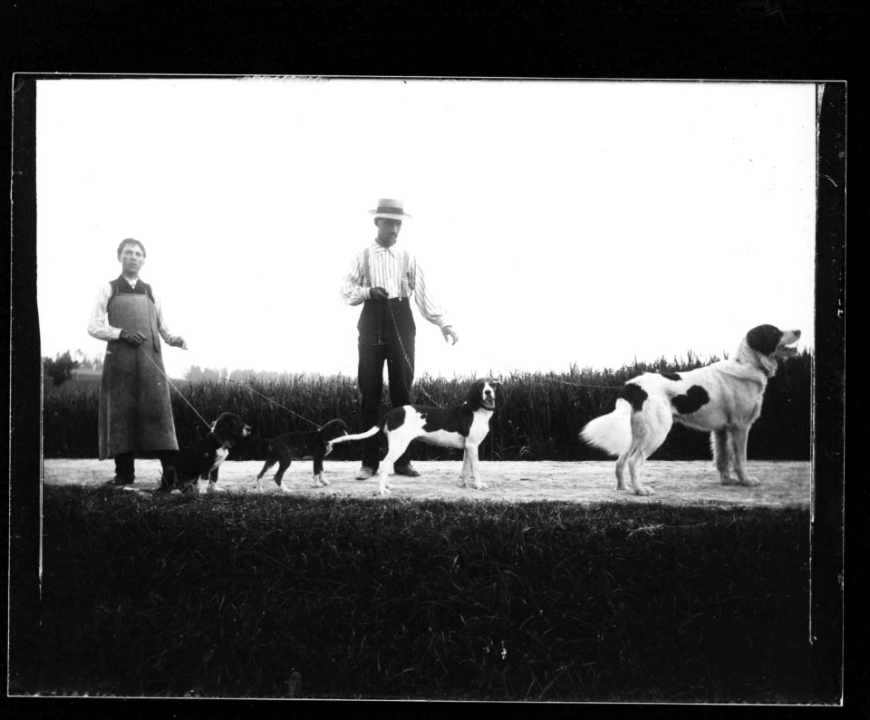 ArCJ - Quatre chiens - 137 J 1946 a