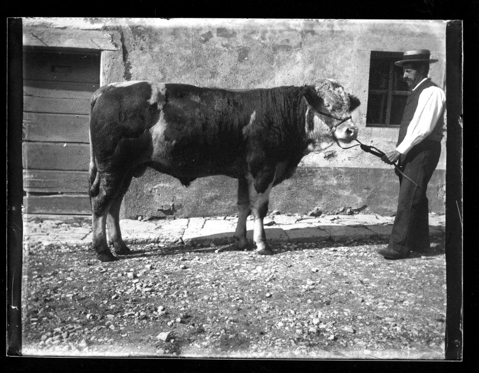 ArCJ - Taureau - 137 J 1908 a