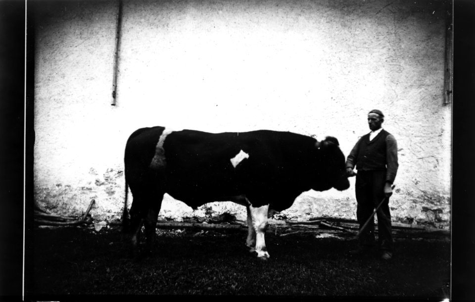 ArCJ - Taureau - 137 J 450 b