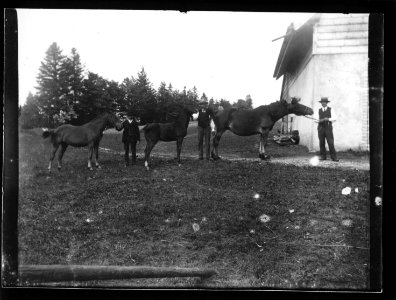 ArCJ - Trois chevaux - 137 J 1115 a