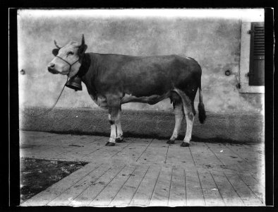 ArCJ - Vache - 137 J 1030 a