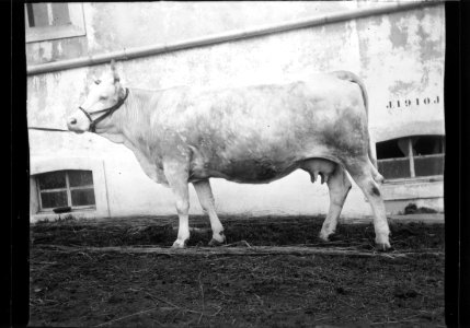ArCJ - Vache - 137 J 2687 a