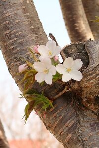 Flowers outdoors beautiful
