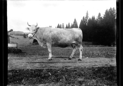 ArCJ - Vache - 137 J 2698 a