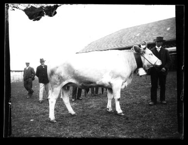 ArCJ - Vache - 137 J 552 a