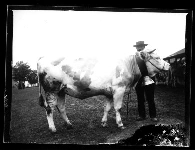 ArCJ - Vache - 137 J 761 a