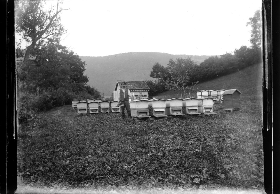 ArCJ - Ruches indépendantes - 137 J 3051 a