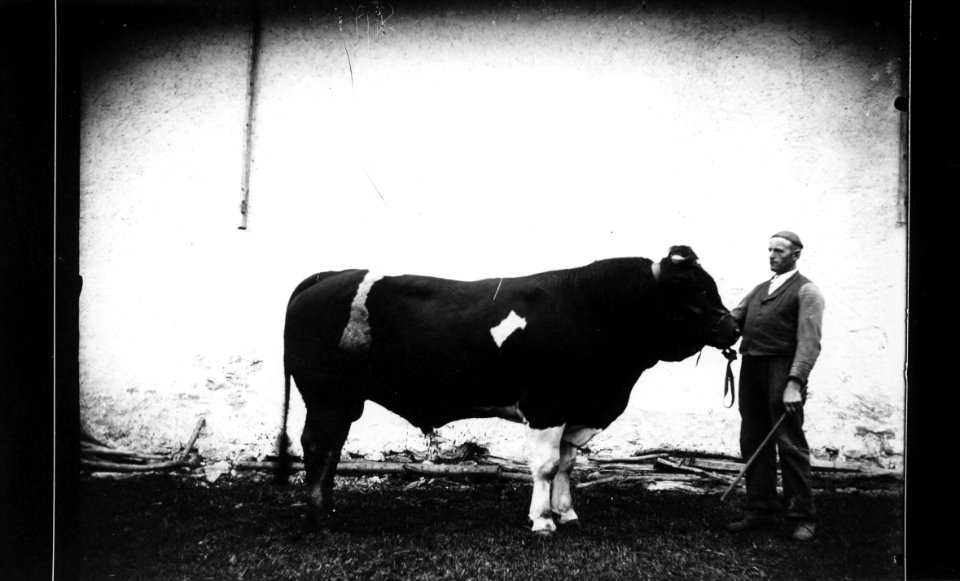 ArCJ - Taureau - 137 J 1589 b