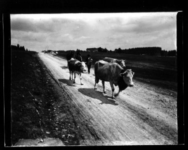 ArCJ - Troupeau de vaches - 137 J 1929 a