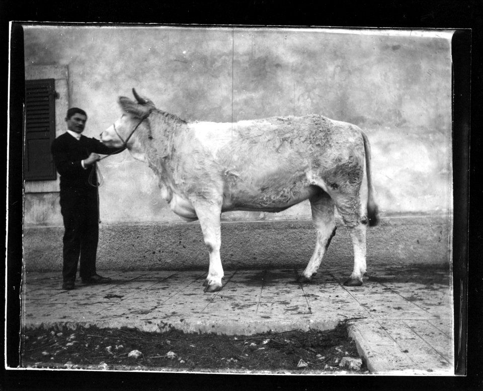 ArCJ - Vache - 137 J 1012 a