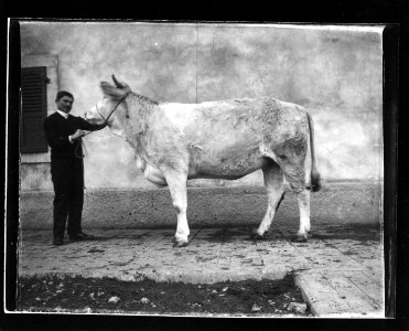 ArCJ - Vache - 137 J 1012 a