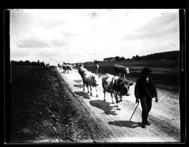 ArCJ - Troupeau de vaches - 137 J 1972 a